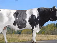 公牛, Aberdeen-Angus — 照片 8