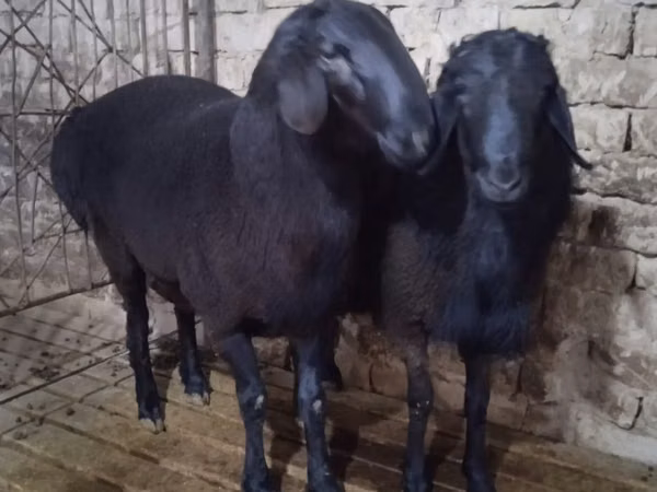 كبش, الأغنام — أوزبكستان