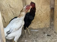 Chickens — Foto 3