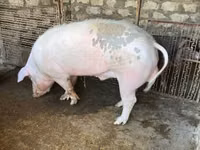 خنزير ذكر, الخنازير — الصورة 1