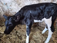 母牛, Russian Black pied cattle — 照片 2