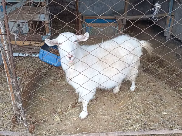 Cabra, Saanen goat