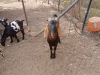 Cabro, Nubian Goat — foto 2