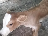 Kuh, Swiss cattle — Foto 4