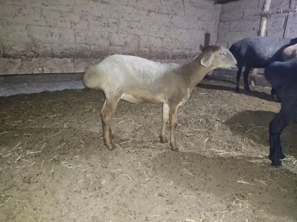 Schaf, Hissar sheep — Kirgisistan