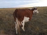 गाय, Simmental cattle — फ़ोटो 1