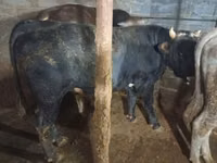 公牛, Cattle — 照片 4