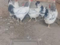 أدلر سيلفر — الصورة 2