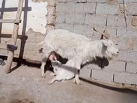 Cabra, Saanen goat — foto 4