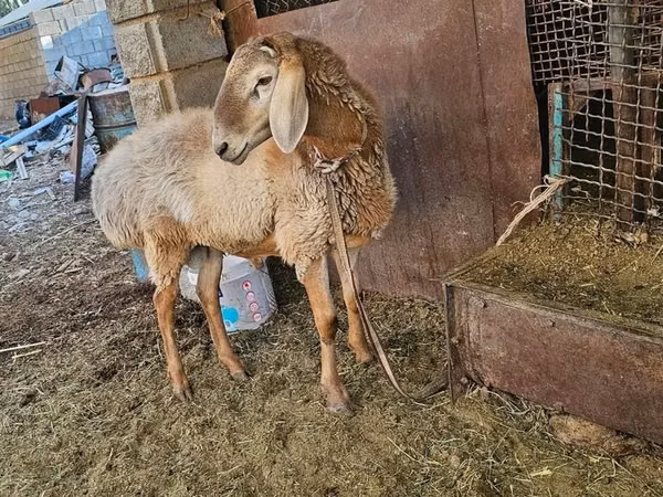 Widder, Arashan sheep