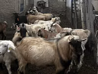 Cabro, Alpine goat — foto 1