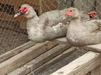 Ducks — Foto 2