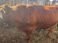 公牛, Cattle — 照片 3