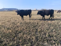Bulle, Aberdeen-Angus — Foto 8