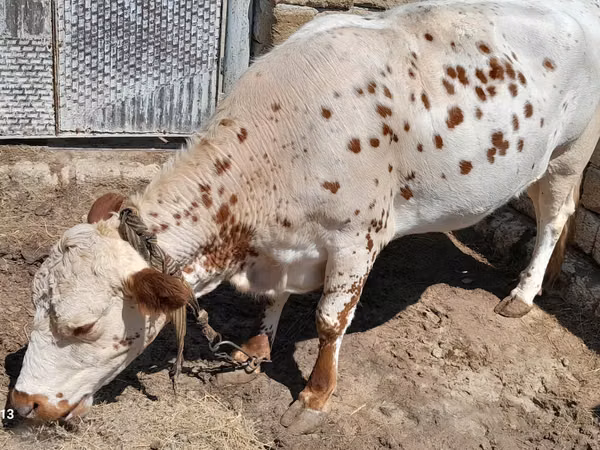 गाय, Simmental cattle — कज़ाखस्तान
