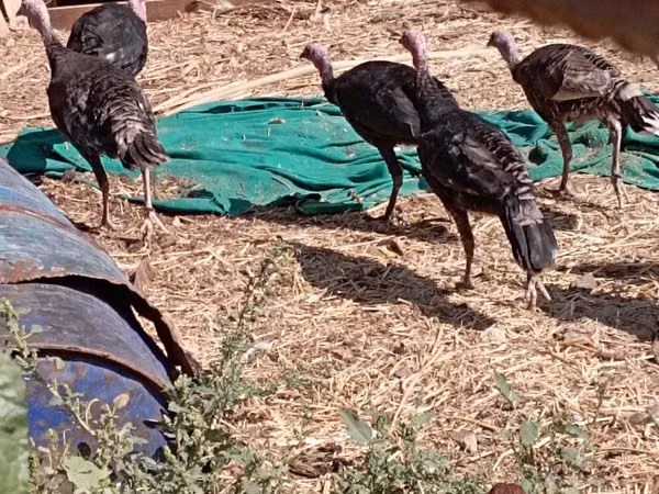 Turkeys — أوزبكستان