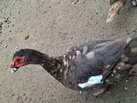 Ducks — الصورة 1