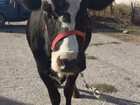 Kuh, Russian Black pied cattle — Foto 3