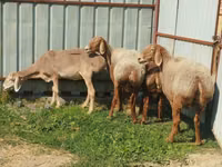 Qoʻy, Arashan sheep — 1-rasm