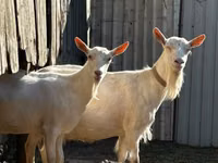 عنزة, Saanen goat — الصورة 1
