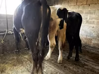 Toro, Ganado vacuno — foto 3