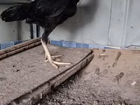Chickens — 1-сурет