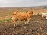 Vaca, Simmental cattle — foto 2