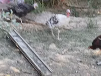 Turkeys — Foto 3
