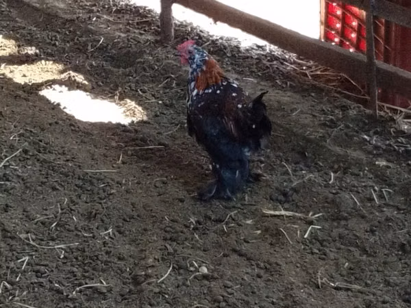 Chickens — Kirgisistan
