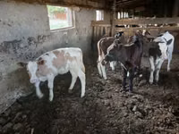 母牛, Cattle — 照片 2