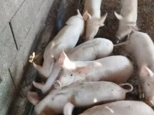 Кабан, 