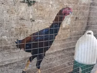 Chickens — foto 7