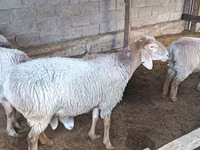 نعجة, Arashan sheep — الصورة 3