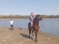 Hengst, Friesian sport horse — Foto 3