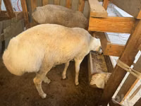 Widder, Schafe — Foto 4