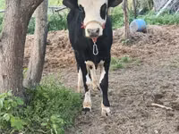 Bulle, Simmental cattle — Foto 2