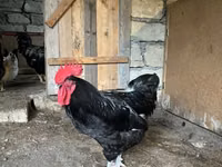 Chickens — 1-rasm