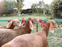 نعجة, Arashan sheep — الصورة 2
