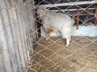 Ziegenbock, Russian White goat — Foto 1