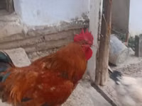 Chickens — Foto 4