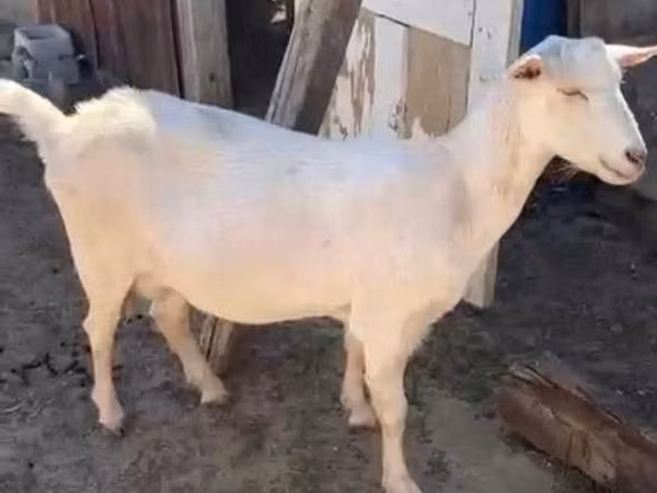 Ziege, Saanen goat — Kasachstan