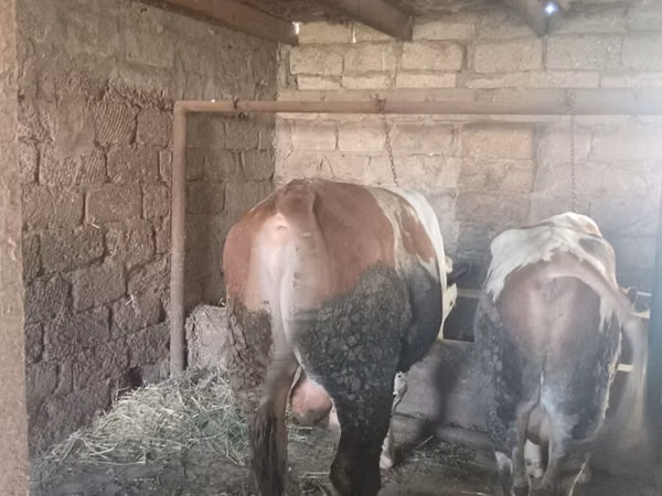 Buqa, Simmental cattle