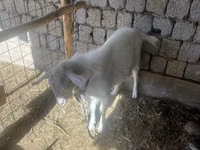 Ziegenbock, Saanen goat — Foto 3