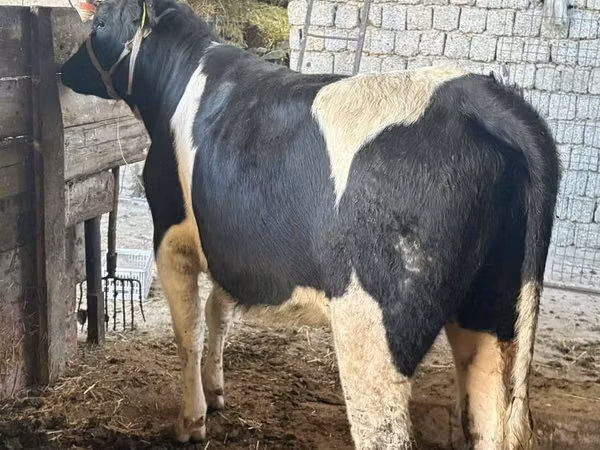 بقرة, Russian Black pied cattle