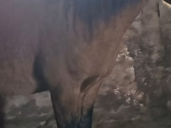 Hengst, Mugalzhar horse