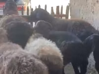 公羊, Sheep — 照片 2