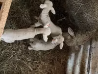 Carnero, Ile-de-France sheep — foto 8