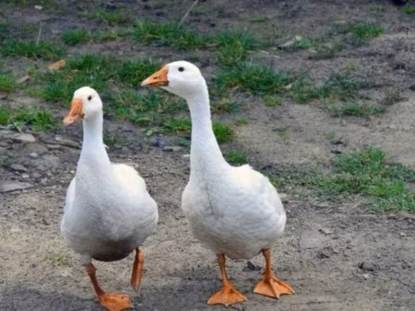 Geese — Kirgisistan