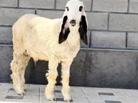 نعجة, Hissar sheep — الصورة 2