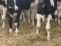 Bulle, Russian Black pied cattle — Foto 6